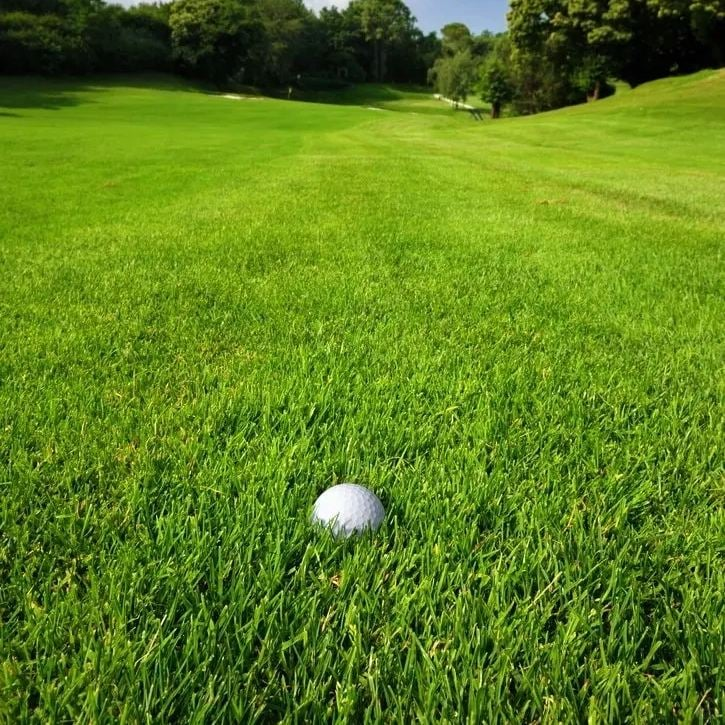 🌱2026 Evergreen Dwarf Grass Seed for Four Seasons